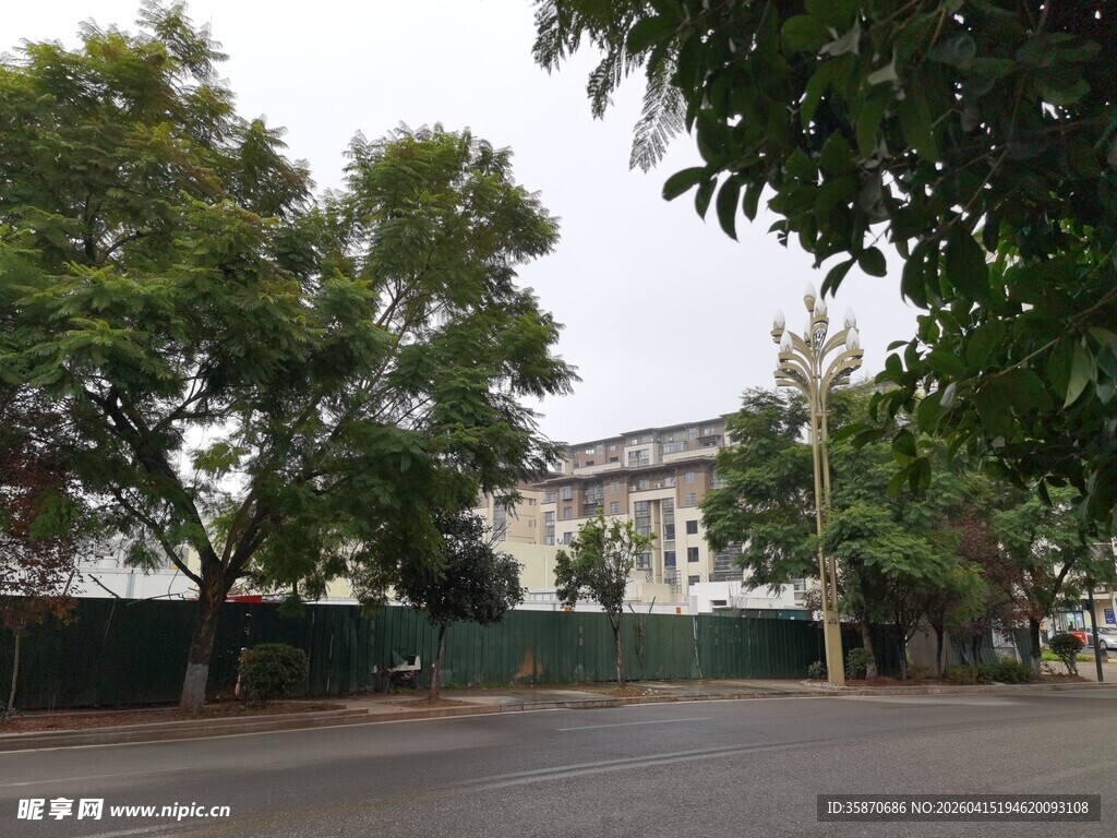 校园道路旁的绿树与建筑