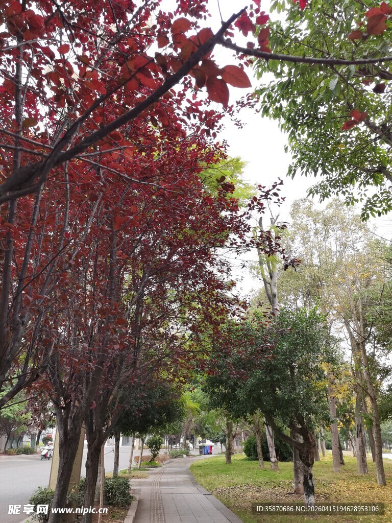 秋日林荫道的斑斓景致