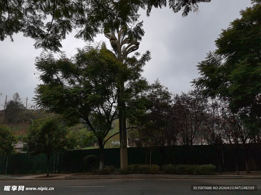户外绿树风景