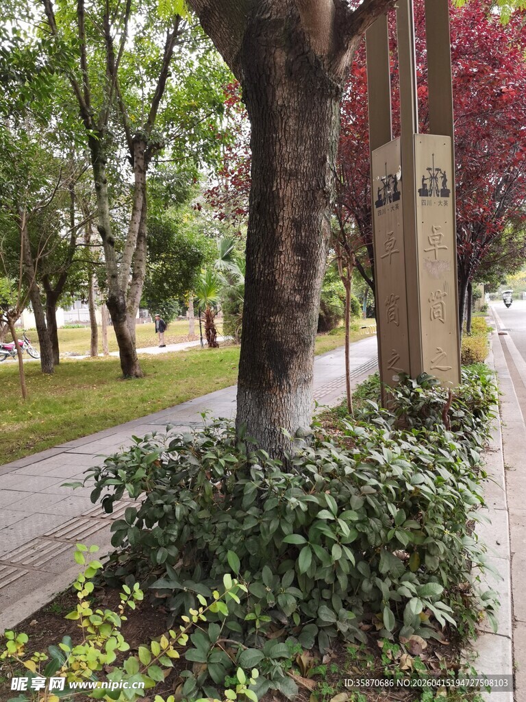 街道旁的绿树与灌木丛
