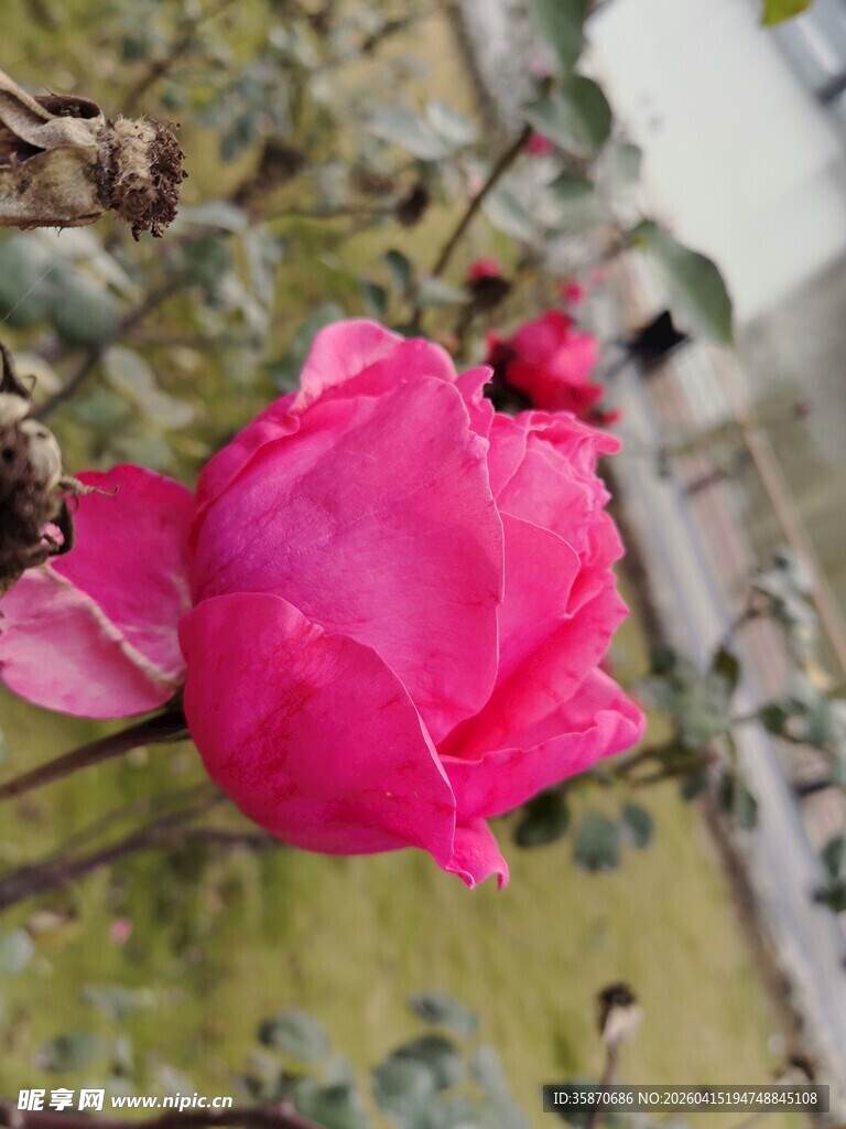 娇艳粉色花朵特写