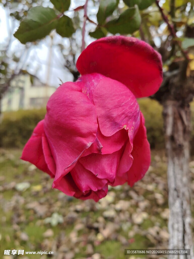 娇艳盛开的红色山茶花