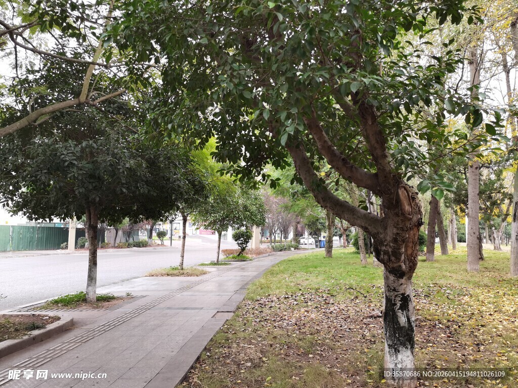 林荫小道静谧的城市一角
