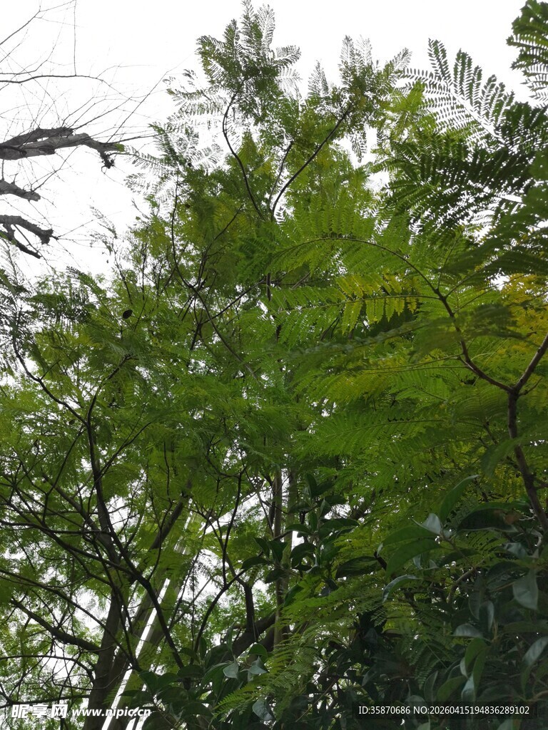 翠绿繁茂的树梢景观