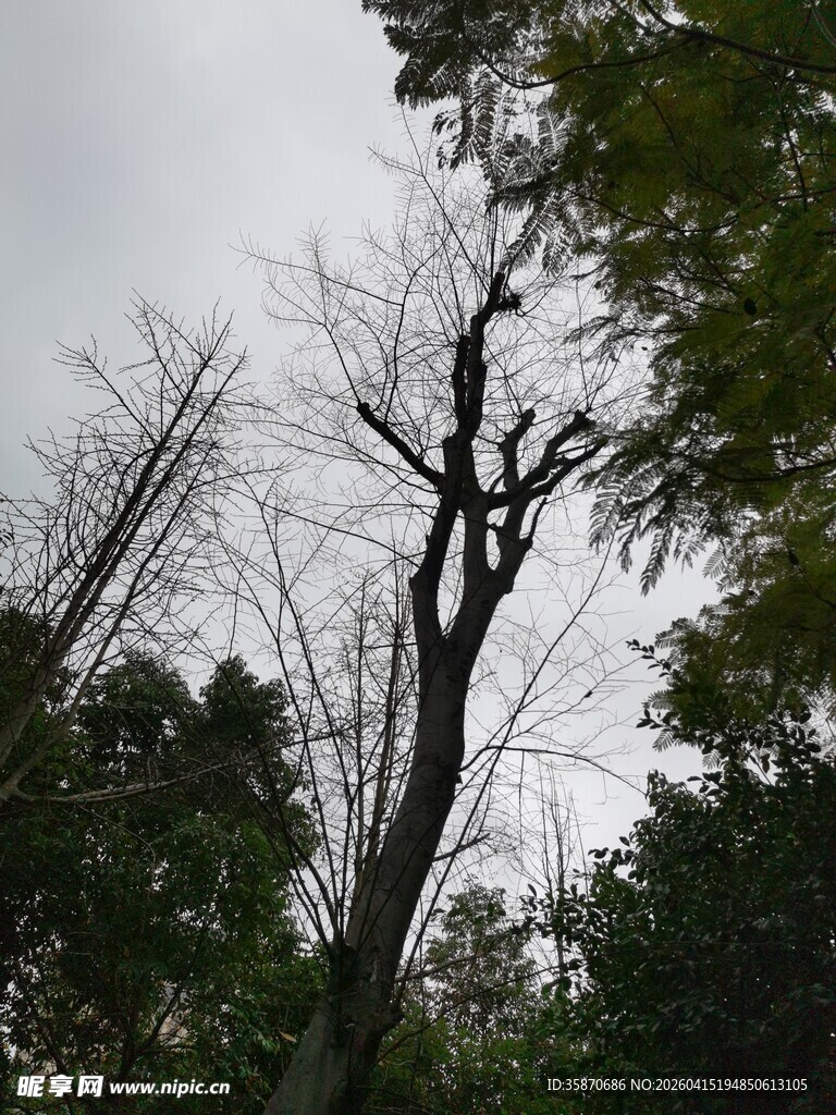 枯树立于葱郁林间