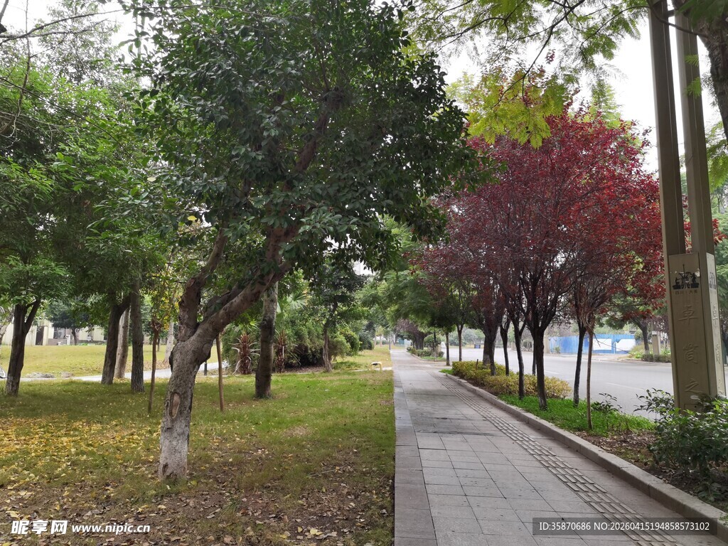 秋日林间小路景色