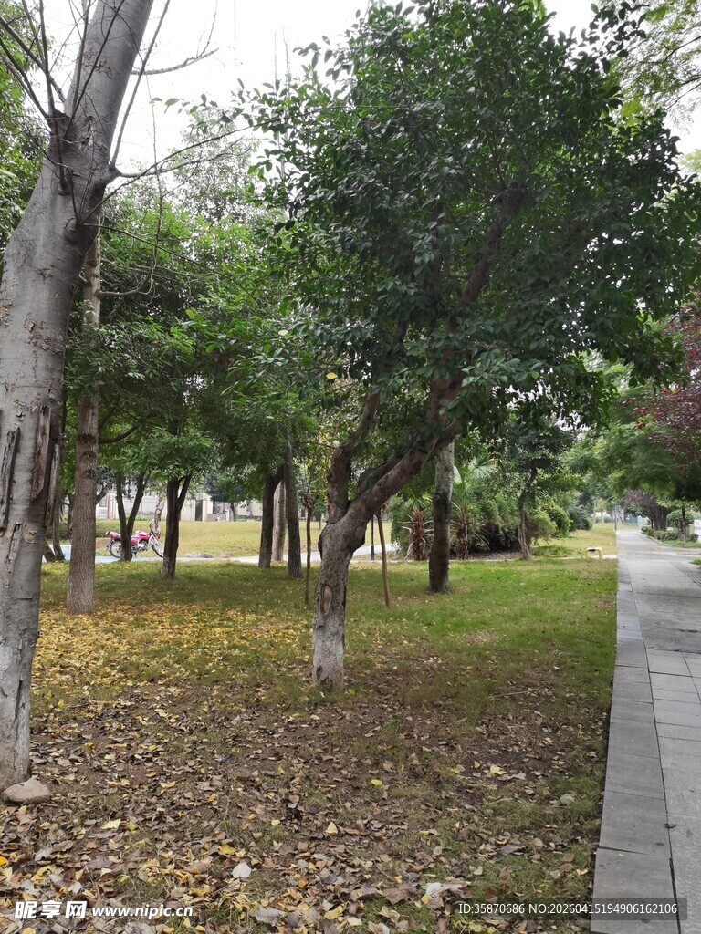 公园林间小道秋日景致