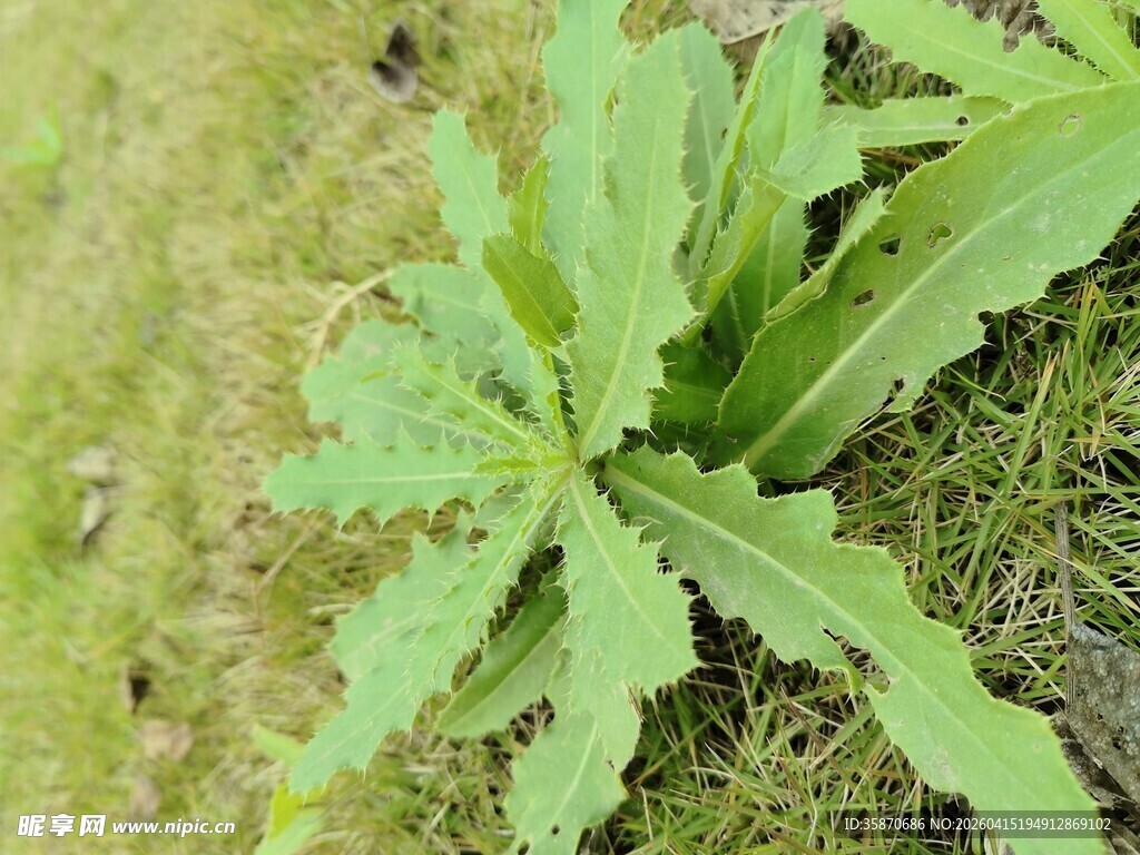 绿色锯齿状叶片植物特写