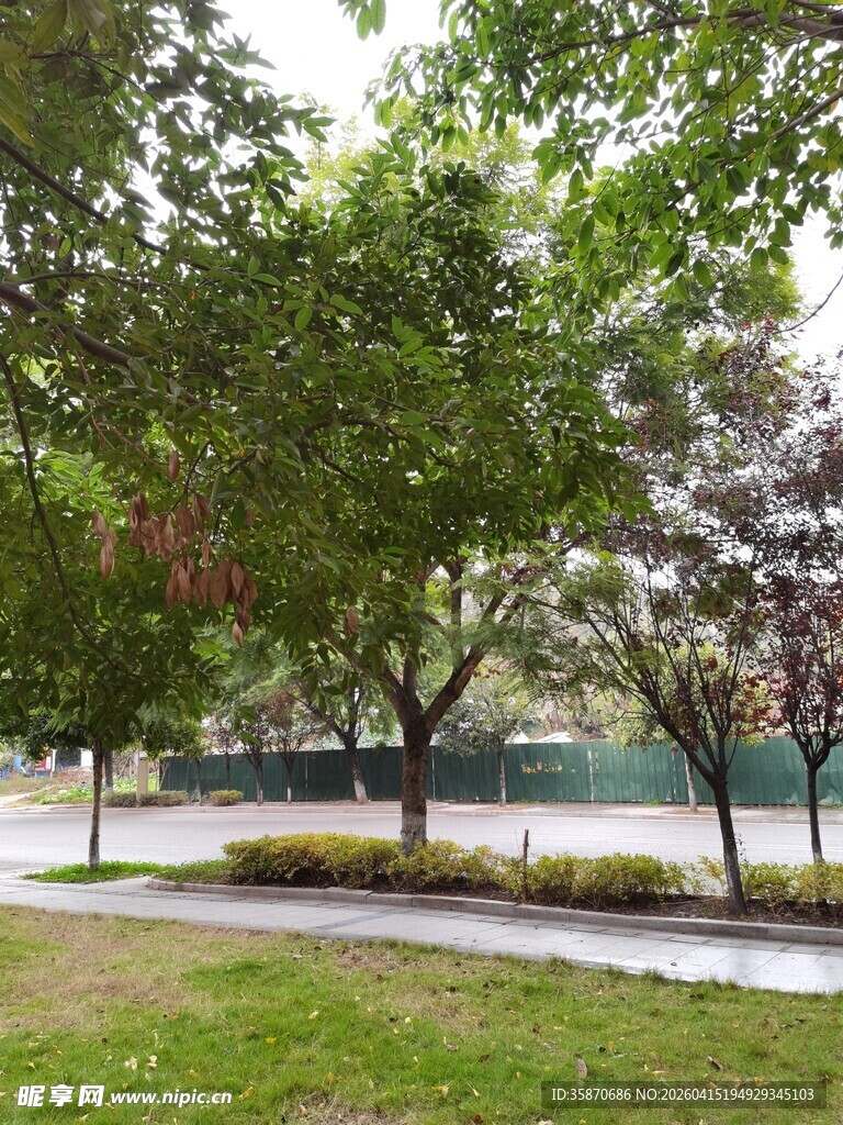 公园绿树成荫的宁静小径