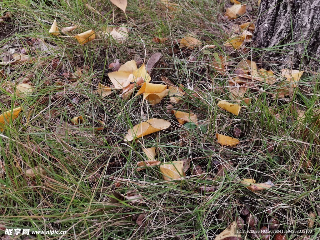 树下落叶与青草的秋日景