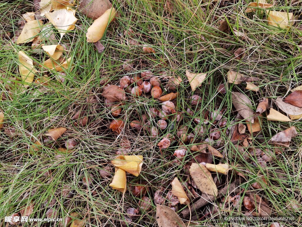 草地上的落叶与果实