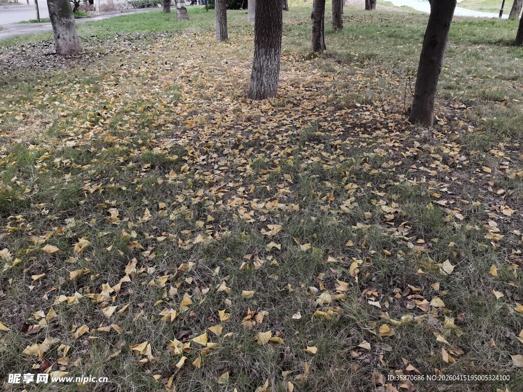 秋日林间落叶美景