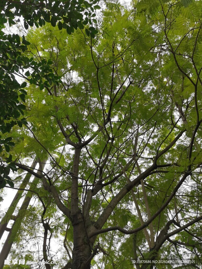 绿叶繁茂的高大树木