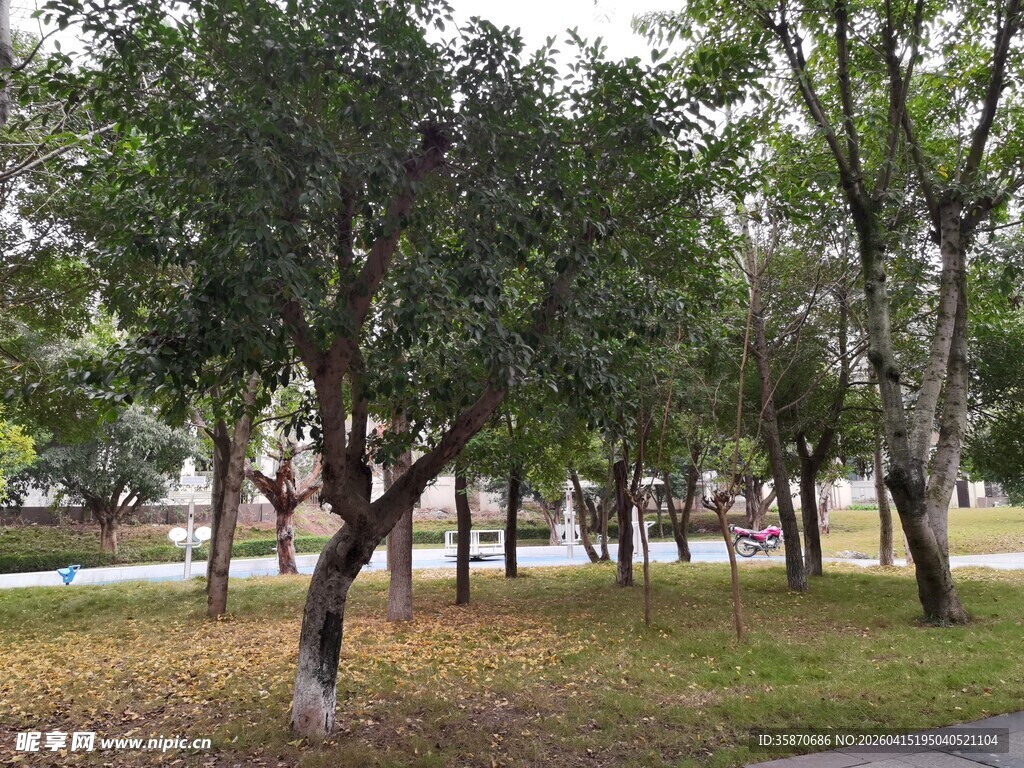 公园中的树木景观