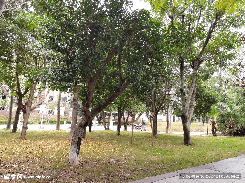 校园内的绿树与开阔草地