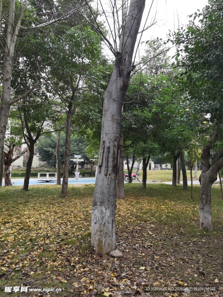 秋日公园树林落叶景致