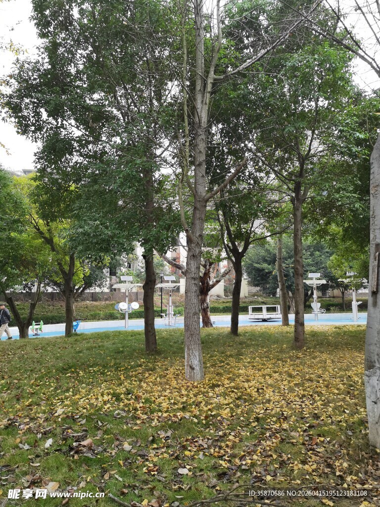 秋日公园树林落叶景致