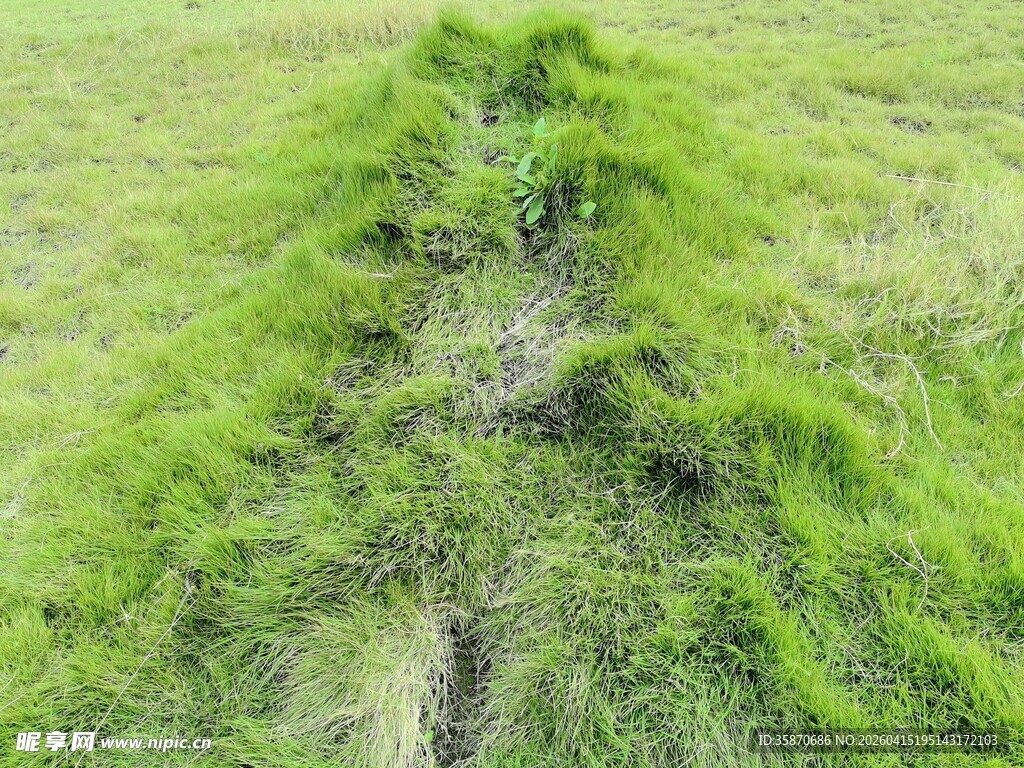 绿野中的蜿蜒泥泞小径