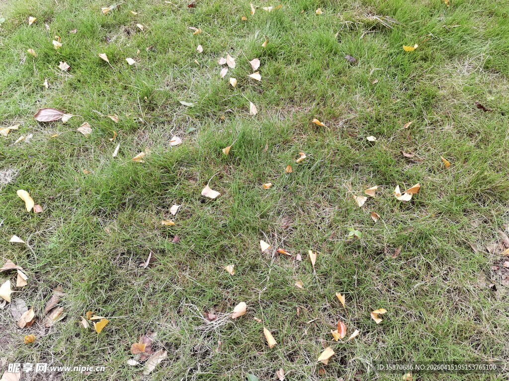 秋日草地散落枯叶景象