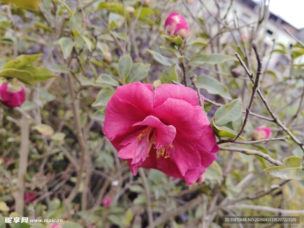 娇艳绽放的粉红色山茶花