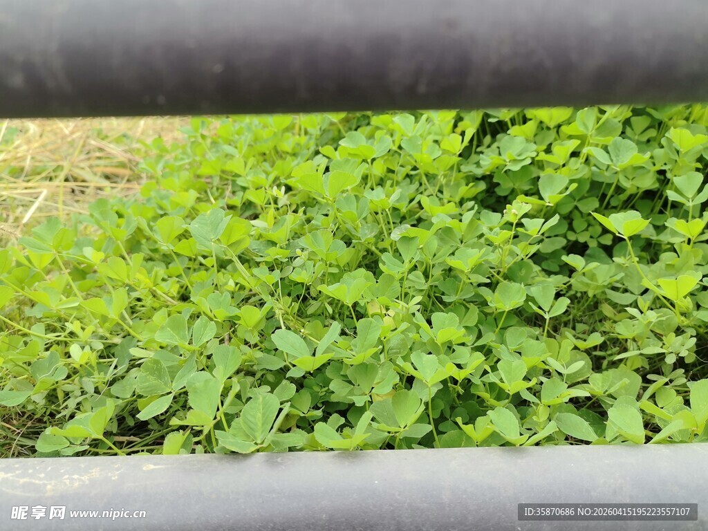 透过栏杆看繁茂绿植