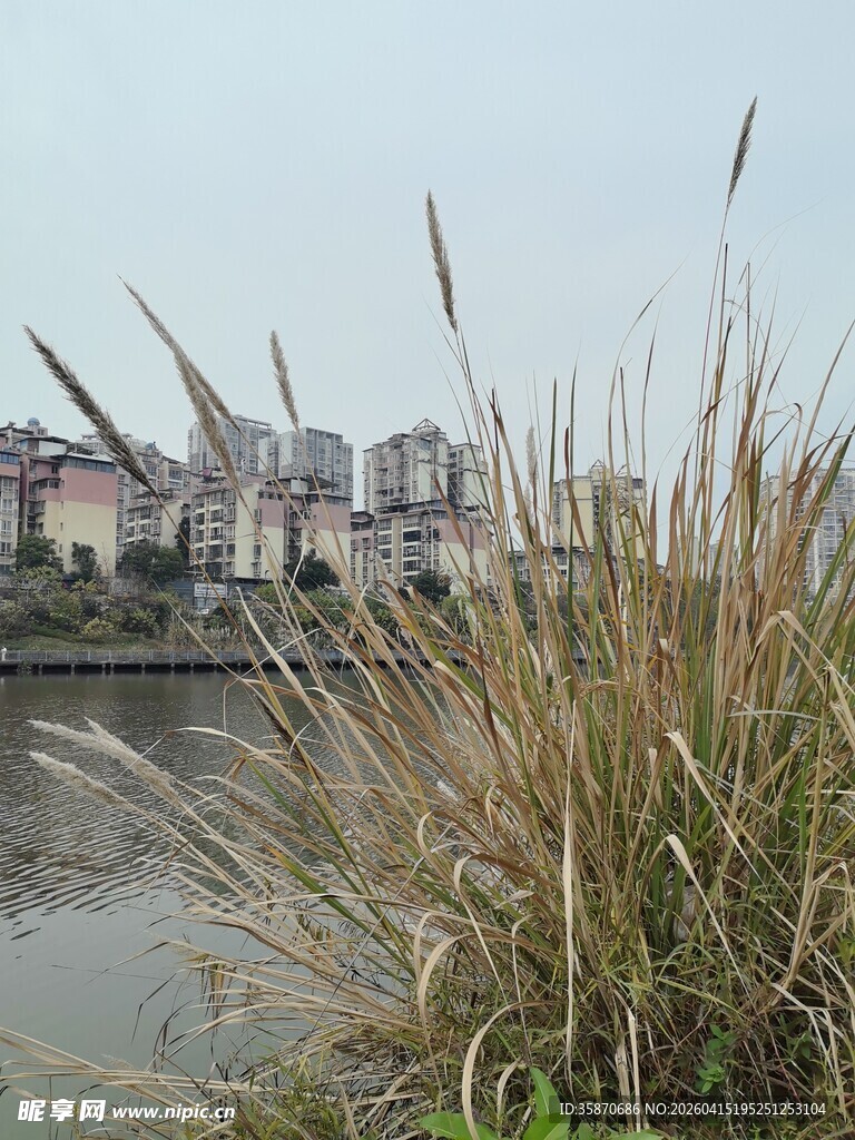 河畔芦苇与远处城市景观