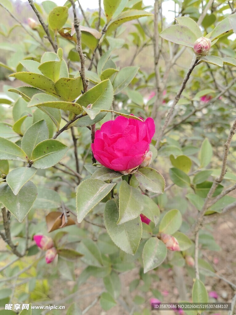 娇艳红山茶绽放绿叶间