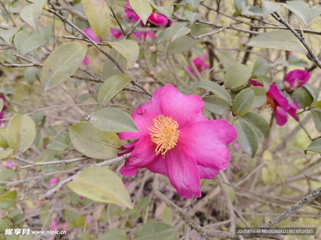 娇艳绽放的粉色山茶花