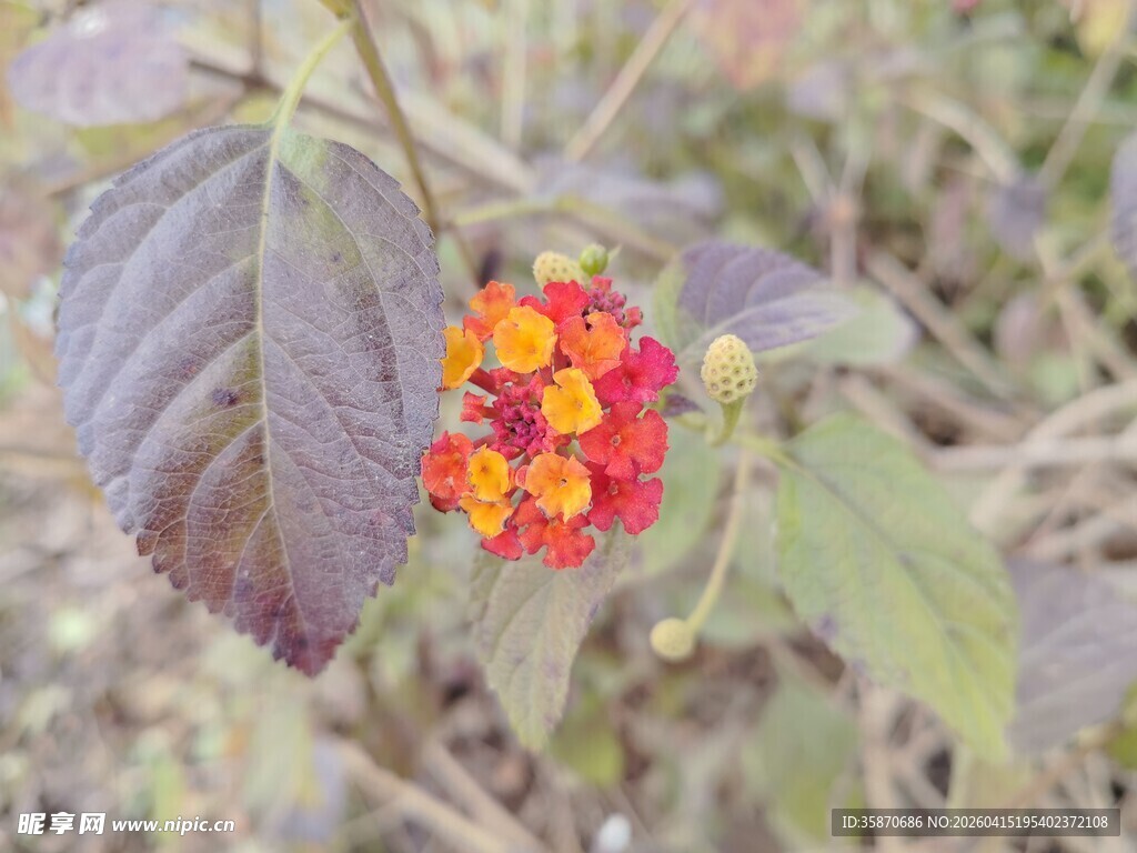 多彩小花绽放绿叶间
