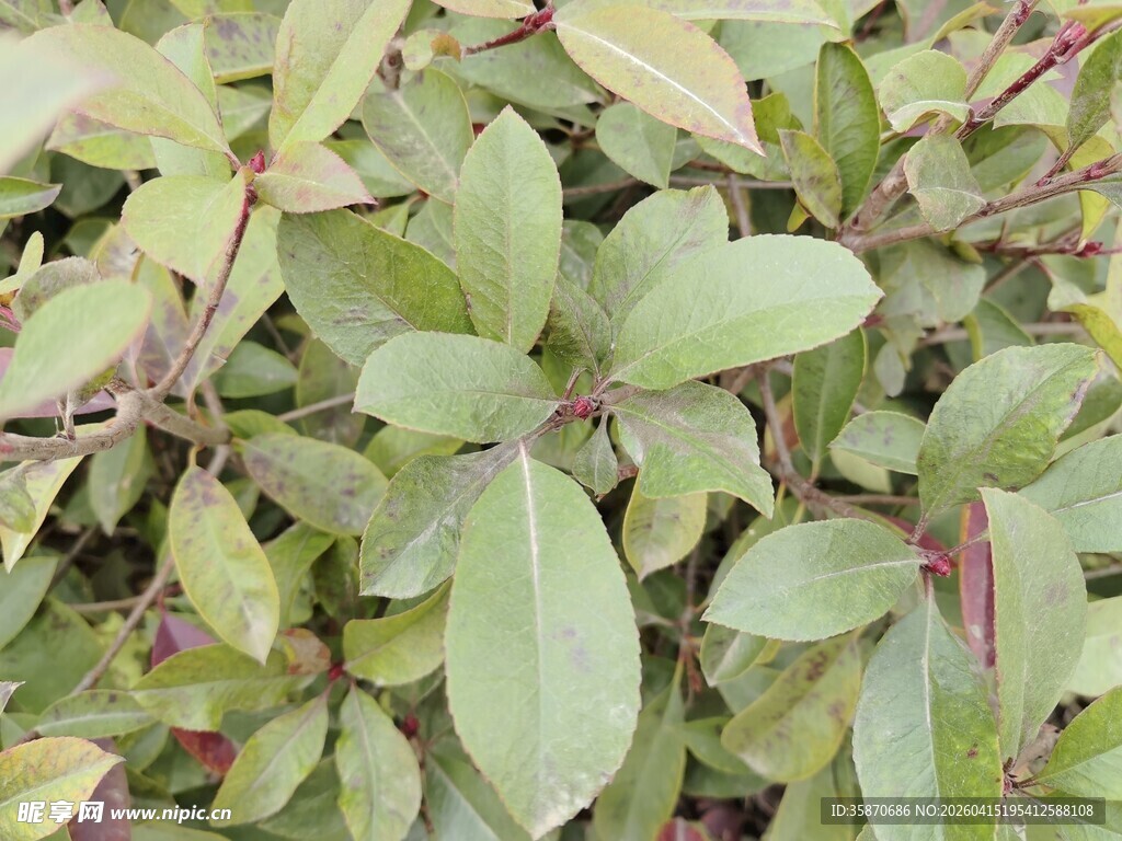 绿叶植物特写