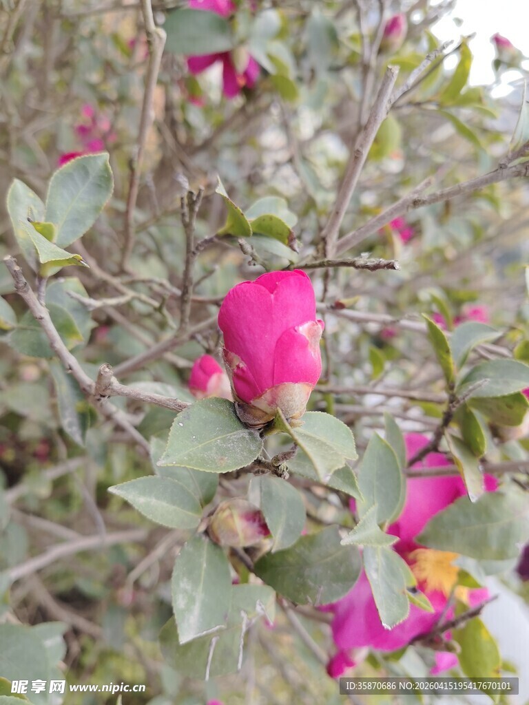 娇艳盛开的粉红色花朵