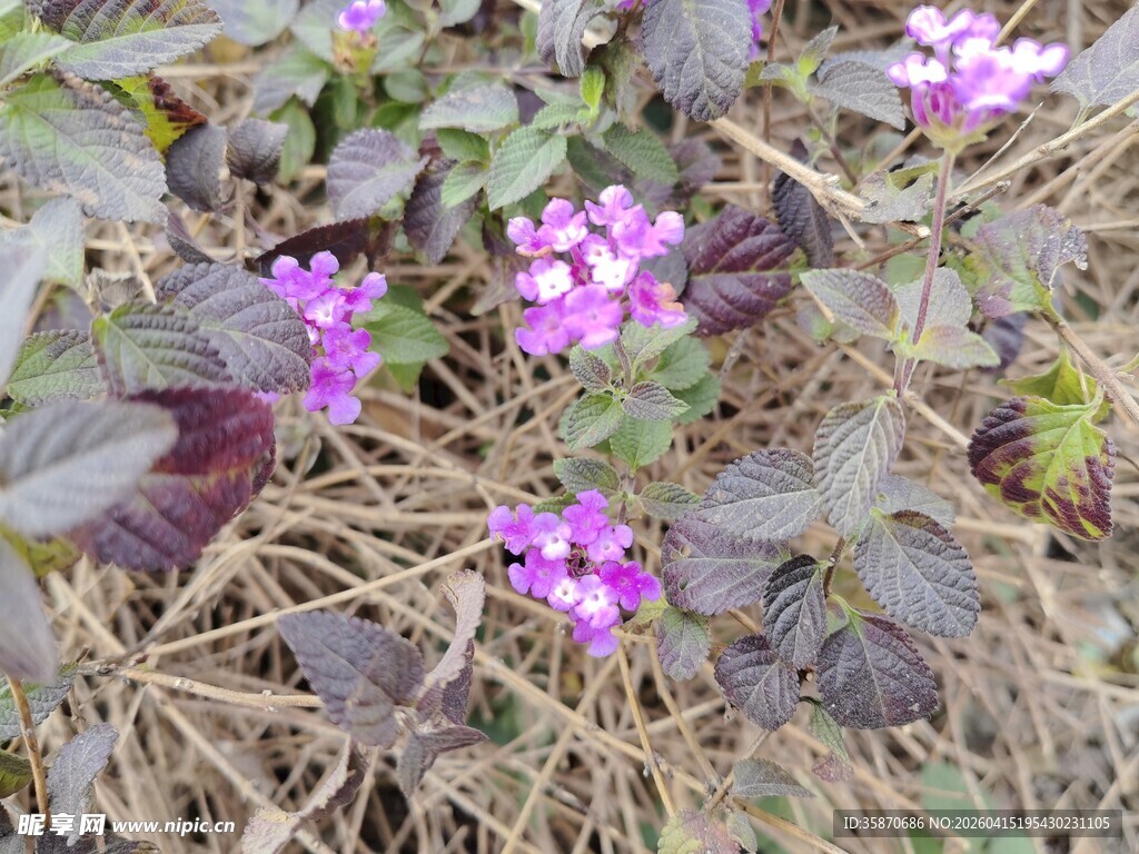 紫色小花绽放于枯草间