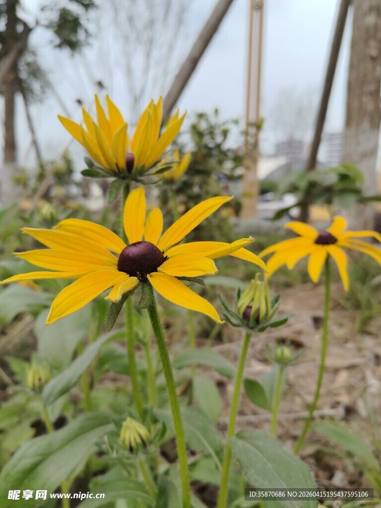 阳光下的美丽黑心金光菊