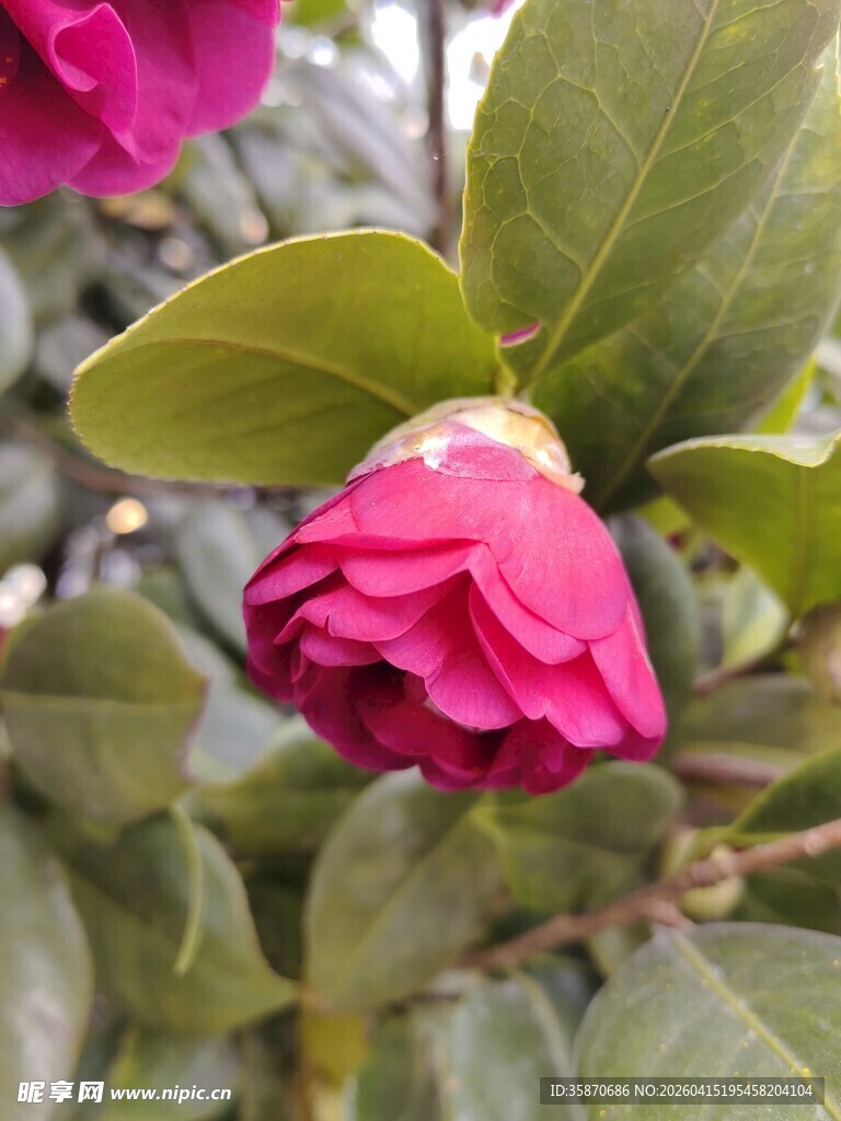 娇艳欲滴的粉色山茶花