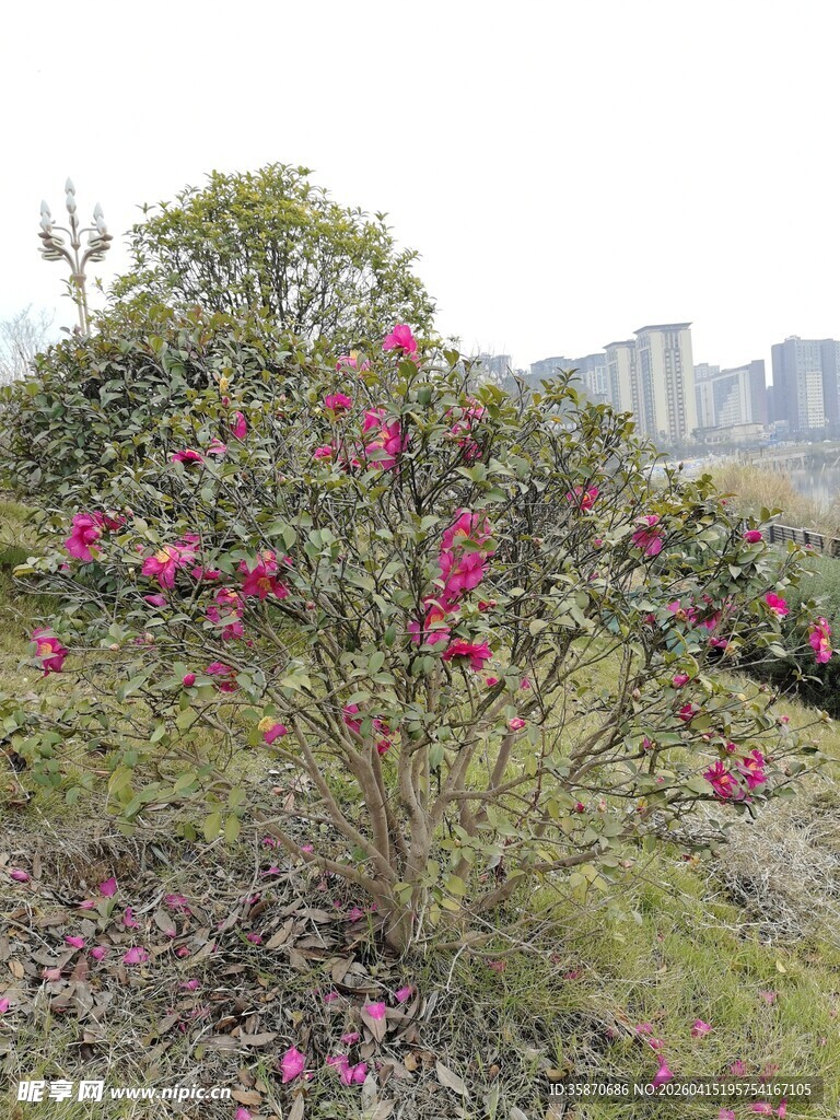 盛开的山茶花与城市远景