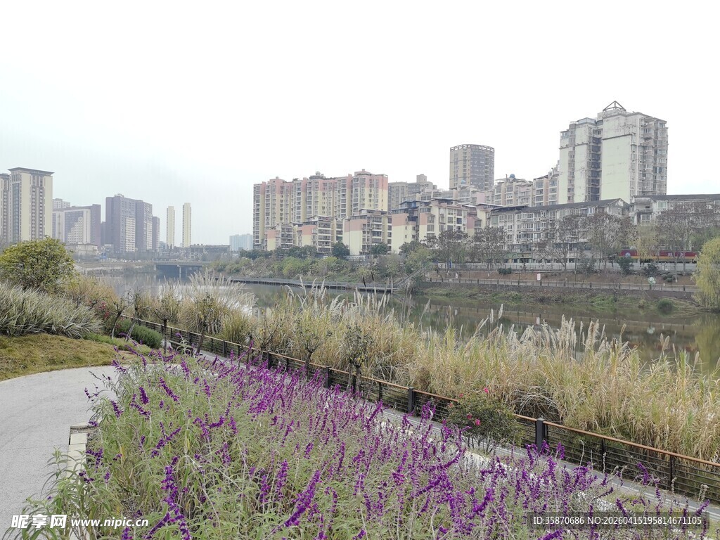 城市边的紫色花卉景观