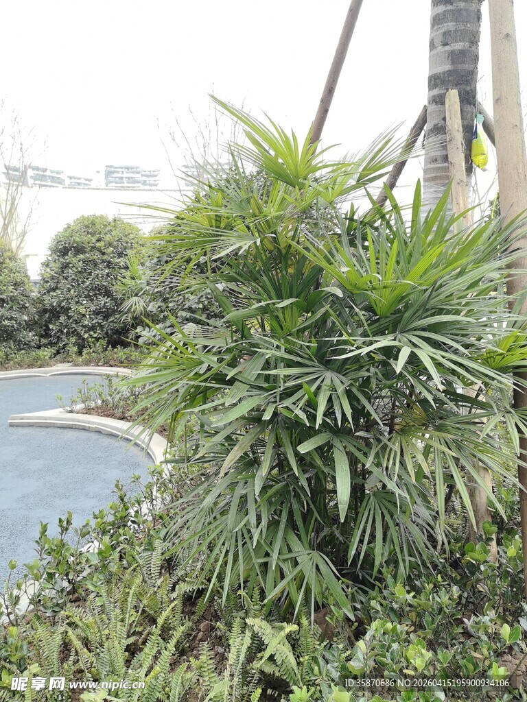 路边翠绿丛生的热带植物