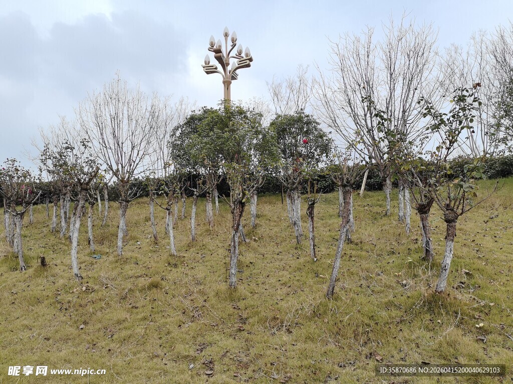 冬日田野中的树木景象