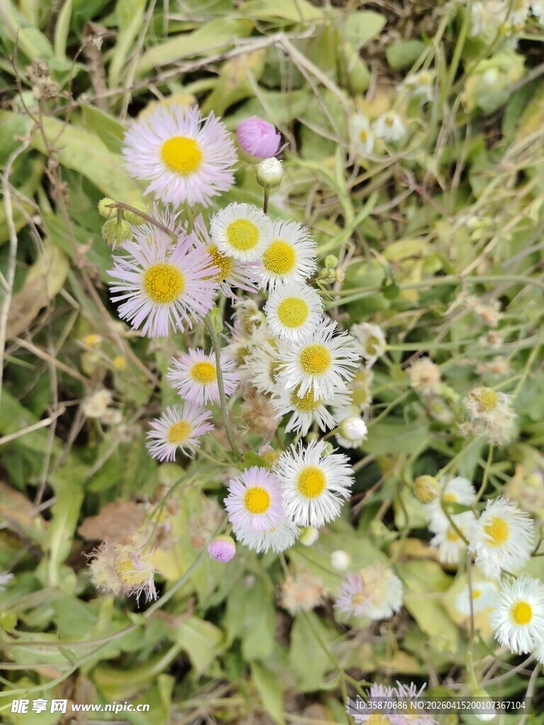 草丛中的清新小雏菊
