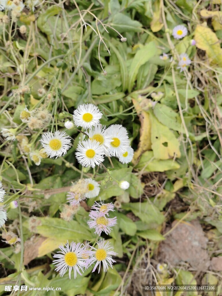 草丛中的清新小雏菊