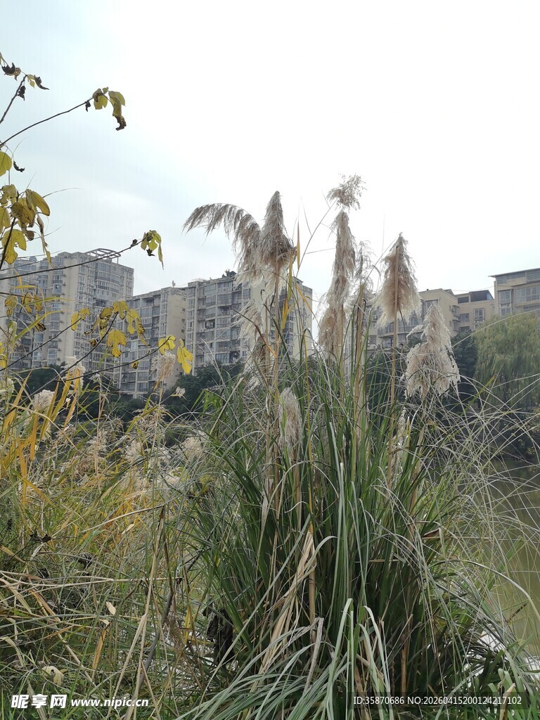 户外丛生的高大观赏草