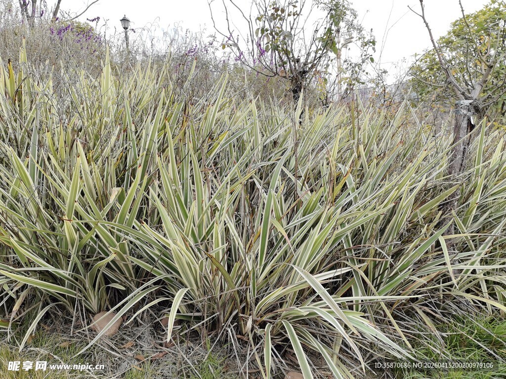 野外茂盛的剑麻植物景观