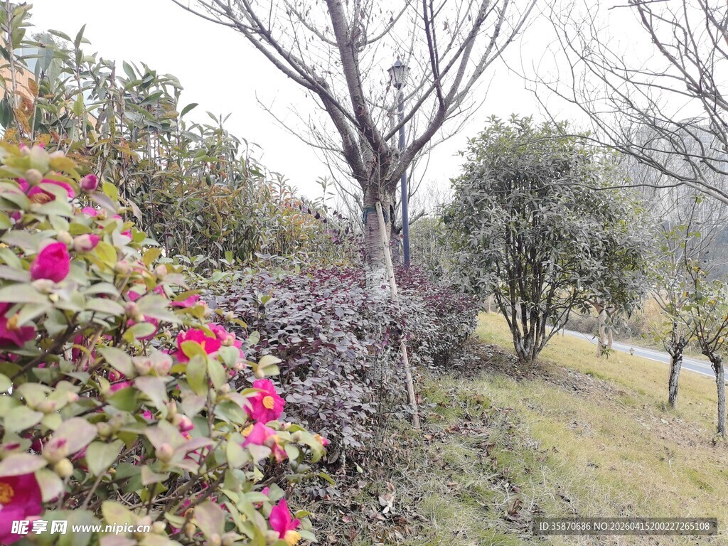 春日园林花卉绿植景致