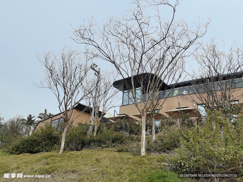 郊外现代建筑与枯树景观
