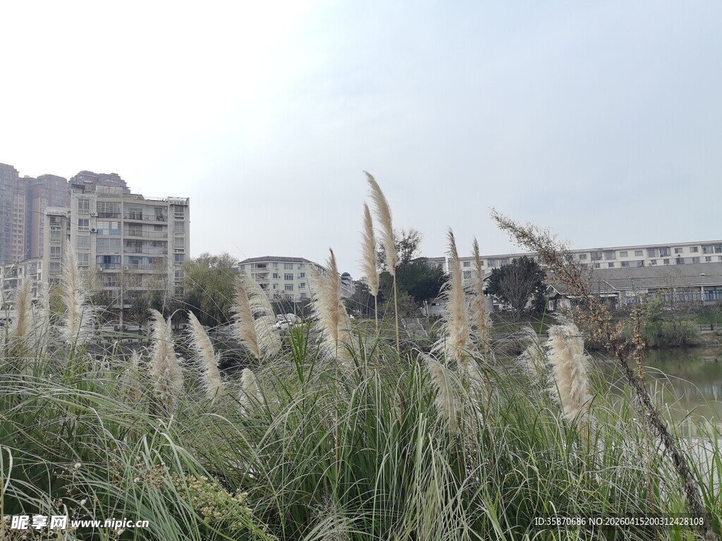 城市边的芦苇丛景观