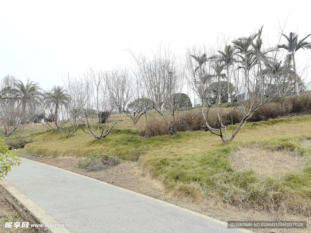 乡村小路旁的自然景致