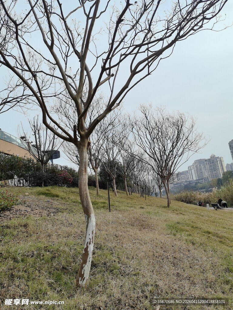 冬日光秃树木与开阔草地