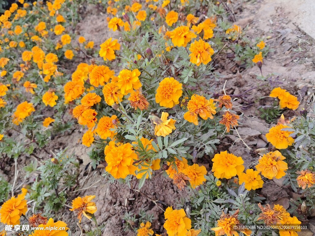 盛开的橙色万寿菊景观