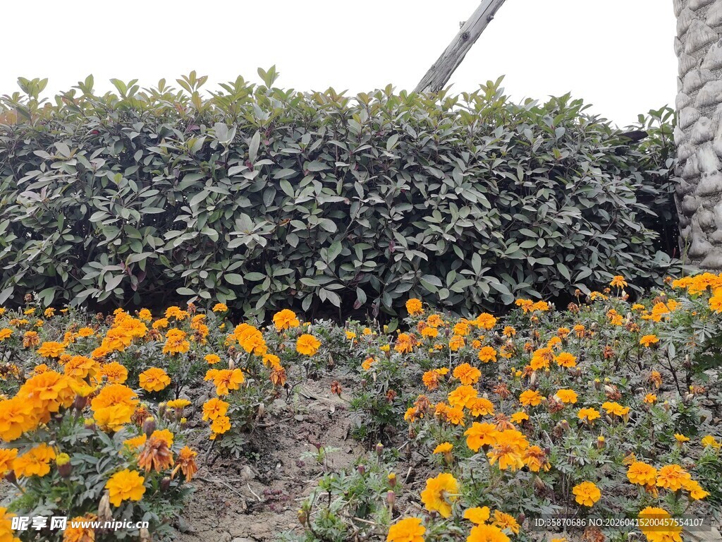 花丛旁的葱郁绿植