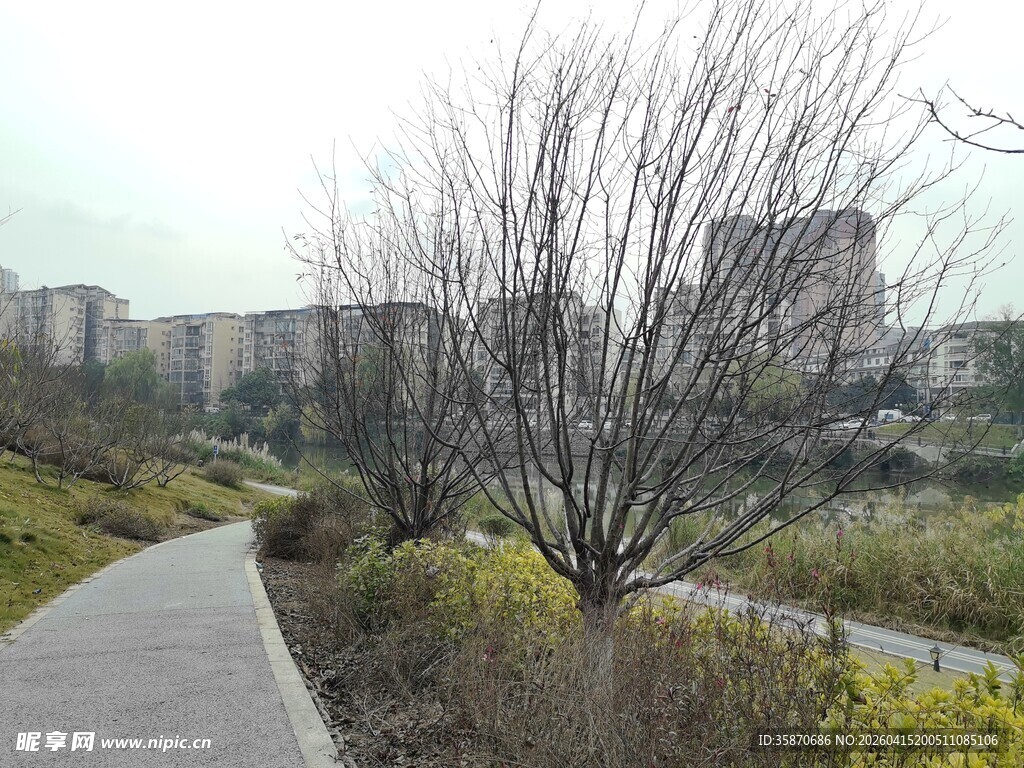 城郊小路旁的秃树景观